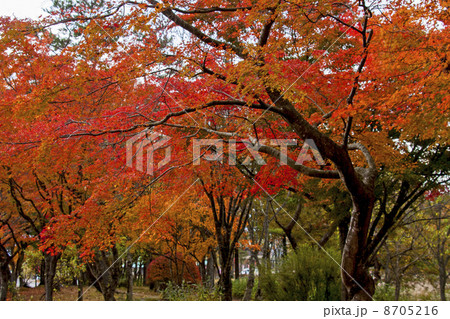 蒜山高原の紅葉の写真素材