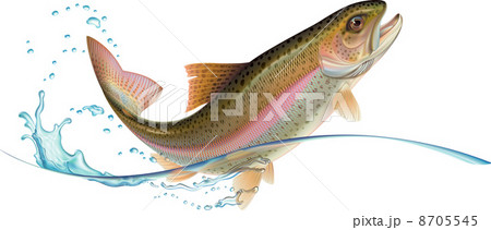 Jumping Troutのイラスト素材