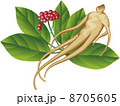 Ginseng 8705605