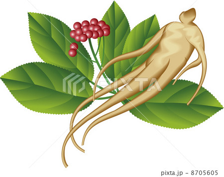 Ginseng Ginseng 8705605