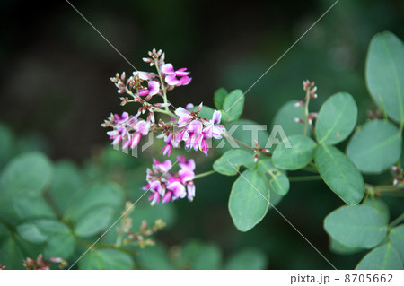 ハギの花 8705662