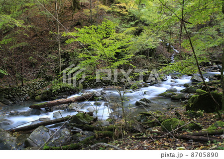 多摩川源流・小菅川 8705890