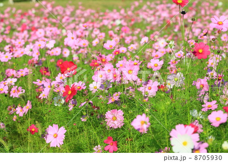 観世音寺のコスモス 8705930