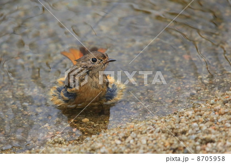 水浴びするジョウビタキの雌 8705958