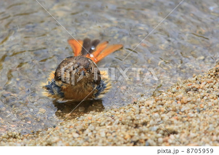 水浴びするジョウビタキの雌 8705959