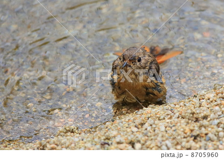 水浴びするジョウビタキの雌 水浴びするジョウビタキの雌 8705960