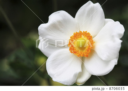 シュウメイギク 8706035