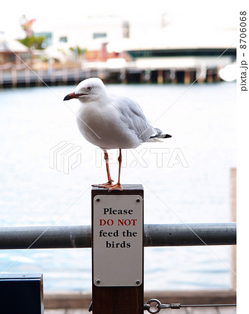 Please DO NOT feed the birds Please DO NOT feed the birds 8706068