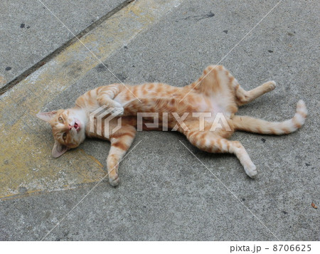 沖縄　猫 8706625