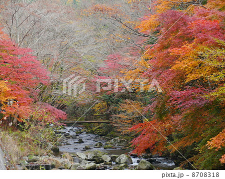 花園渓谷 紅葉の写真素材