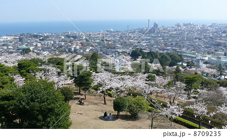 かみね公園　桜まつり 8709235