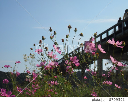 花後のコスモスと蓬莱橋 8709591