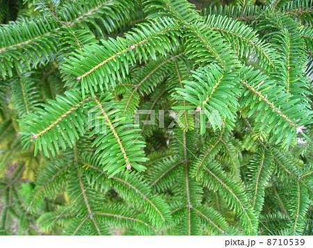 モミの木 8710539