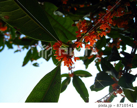 金木犀の花 金木犀の花 8710541