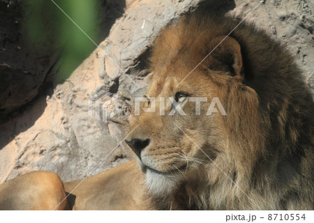 百獣の王　ライオン　 8710554