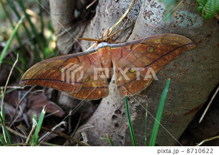 ヤママユガ ヤママユガ 8710622