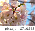 海外の桜 8710848