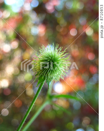 とげとげの植物の写真素材