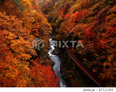 日本の紅葉 日本の紅葉 8711104