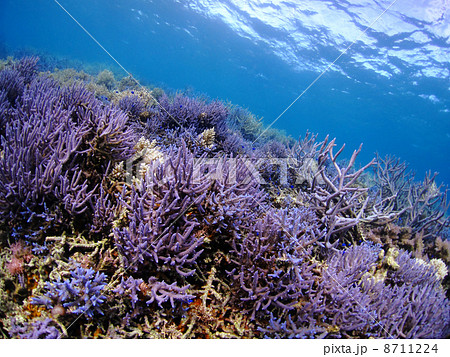 宮古島の八重干瀬に育つ紫色の珊瑚の写真素材 [8711224] - PIXTA
