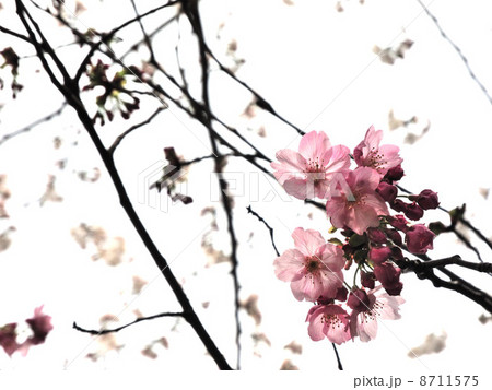 さくら 8711575