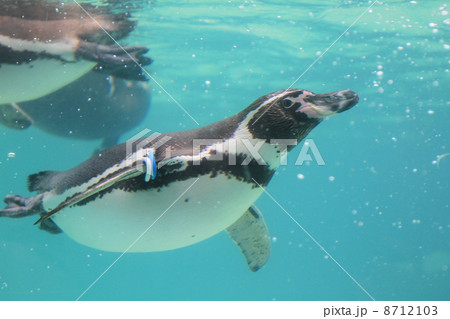 葛西臨海水族園のペンギン 8712103
