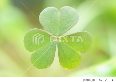 カタバミ カタバミ 8712113