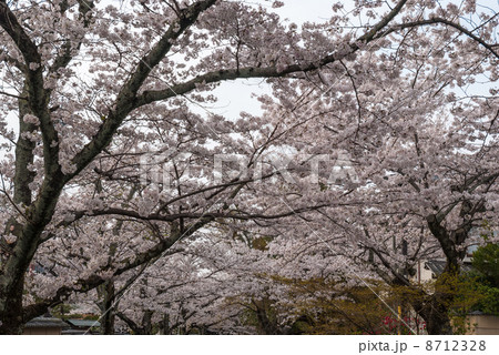 哲学の道 関雪桜 哲学の道 関雪桜 8712328