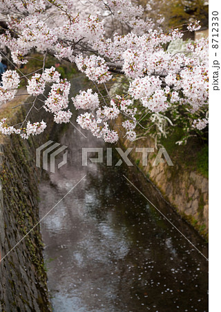 哲学の道　関雪桜 8712330