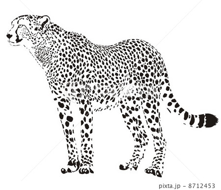 Gepard - Black and white cheetah 8712453