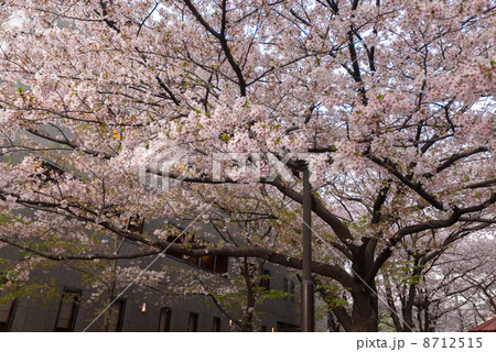 祇園白川　宵桜 8712515