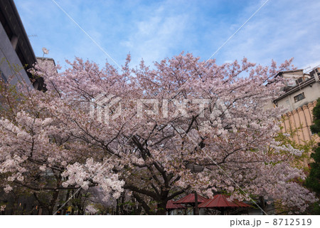 祇園白川 宵桜 祇園白川 宵桜 8712519