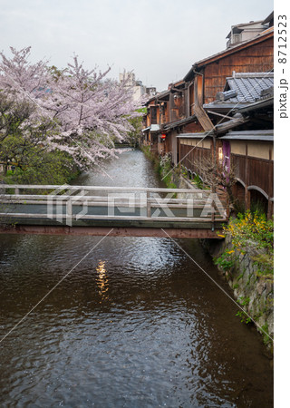祇園白川 桜並木 祇園白川 桜並木 8712523