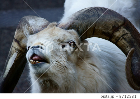 ドールシープ ドールシープ 8712531