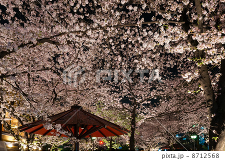 祇園白川　宵桜 8712568