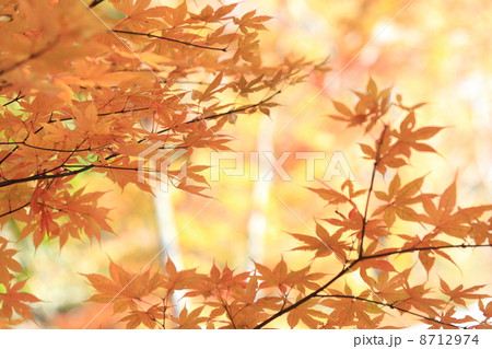 紅葉 8712974