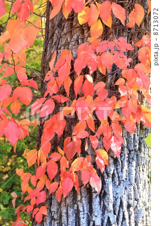 紅葉 8713072