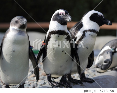 ペンギン 8713150