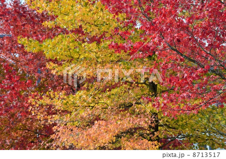 街路樹アメリカフウの紅葉 街路樹アメリカフウの紅葉 8713517