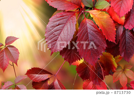 autumn leaves autumn leaves 8713730