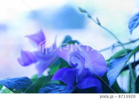 スネイルフラワー 8713920