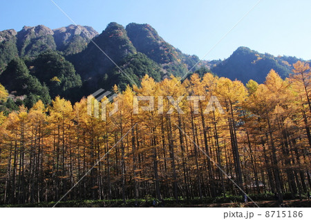 晩秋の落葉松 8715186