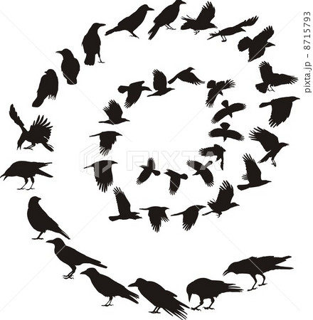 Carrion Crow in a spiral Carrion Crow in a spiral 8715793