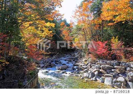 赤沢自然休養林の紅葉 赤沢自然休養林の紅葉 8716018