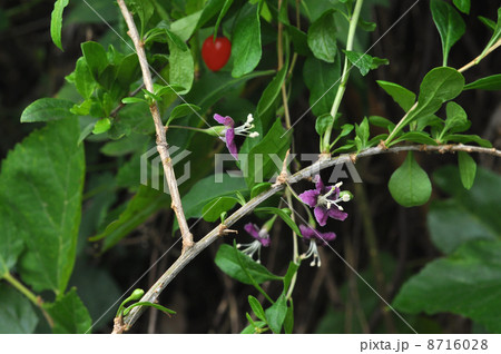 クコの花 クコの花 8716028