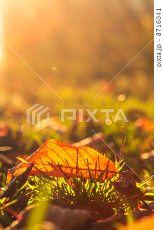 Autumnal leaf Autumnal leaf 8716041