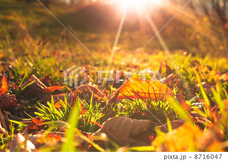 Autumnal leaf 8716047