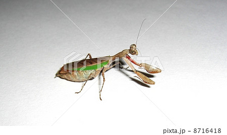 食べ過ぎ お腹一杯のヒメカマキリ 成虫の写真素材 食べ過ぎ お腹一杯のヒメカマキリ 成虫の写真素材