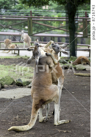 アカカンガルーのボクシング アカカンガルーのボクシング 8716743