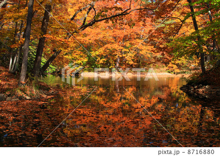 函館大沼公園 8716880